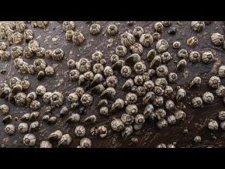 touching rescue mission salvation of walrus, dropped ashore
